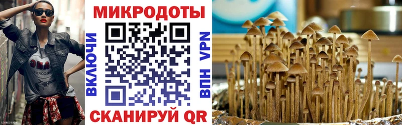 Купить  Спас-Деменск  Галлюциногенные грибы Psilocybe 